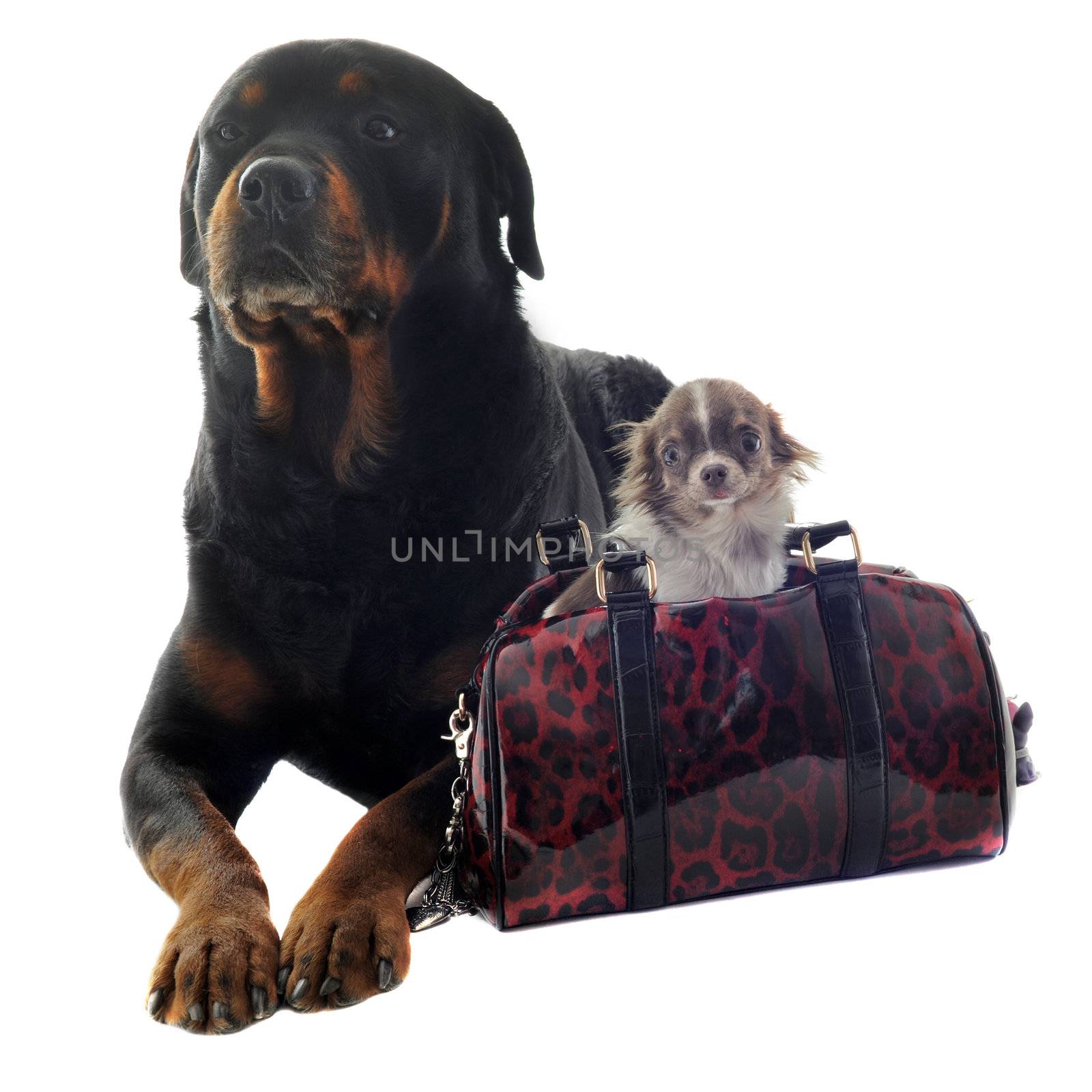 portrait of a purebred rottweiler and puppy chihuahua in front of white background