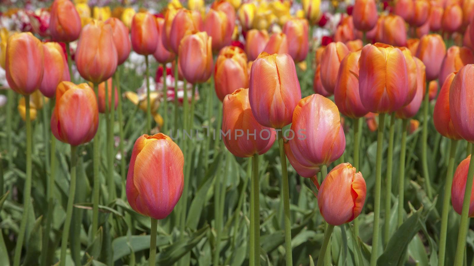 Tulips, Woodland WA. by Rigucci