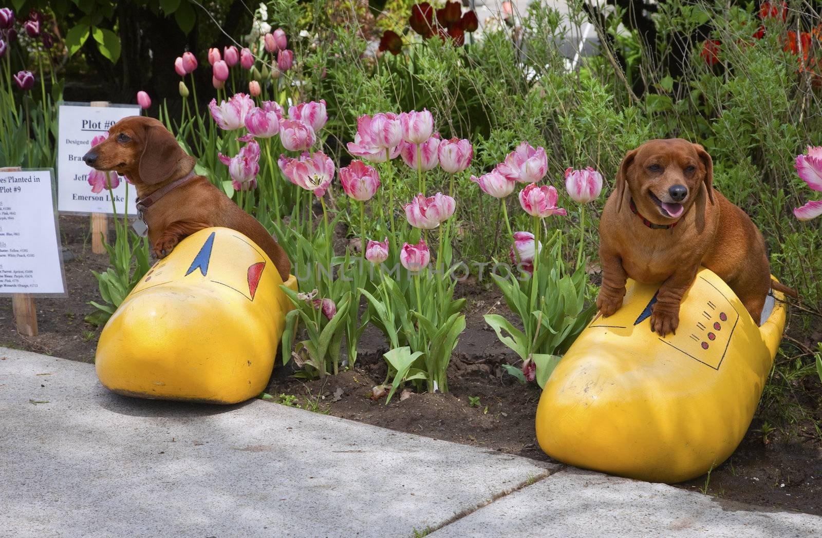 Happy dogs in a wooden shoe, Woodland WA.