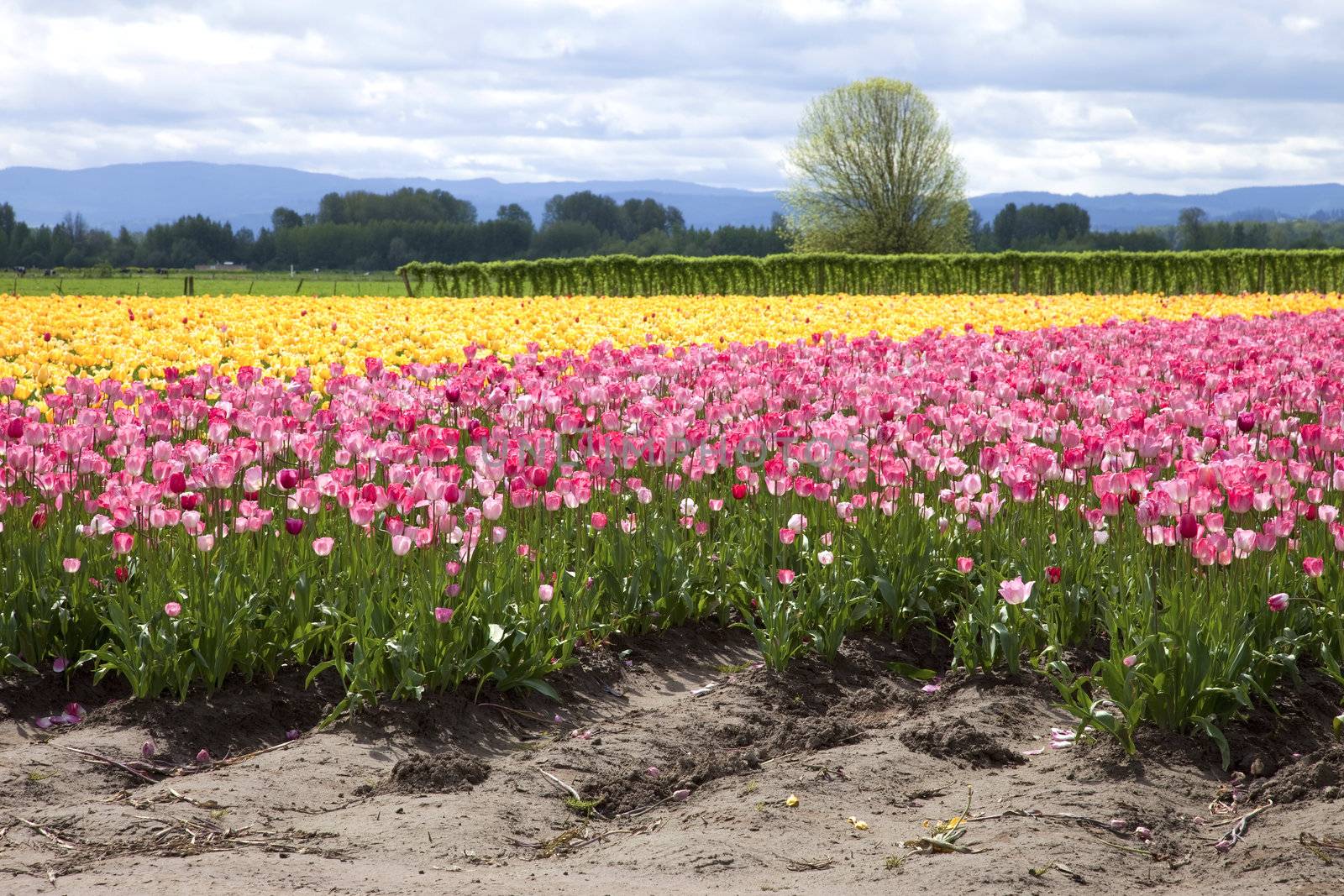 Tulips in a farm field, Woodland WA.