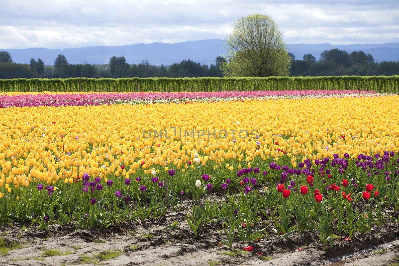 Tulips in a farm field, Woodland WA.