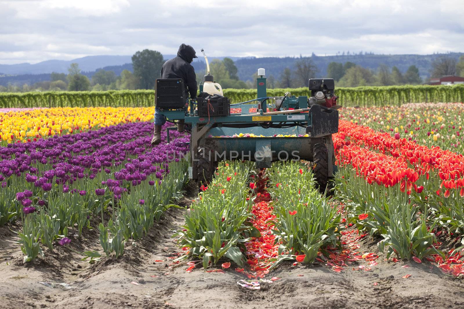 Harvesting tulips, Woodland WA. by Rigucci