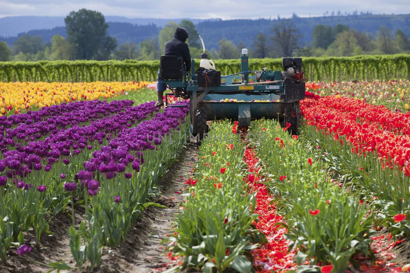 Harvesting tulips, Woodland WA. by Rigucci
