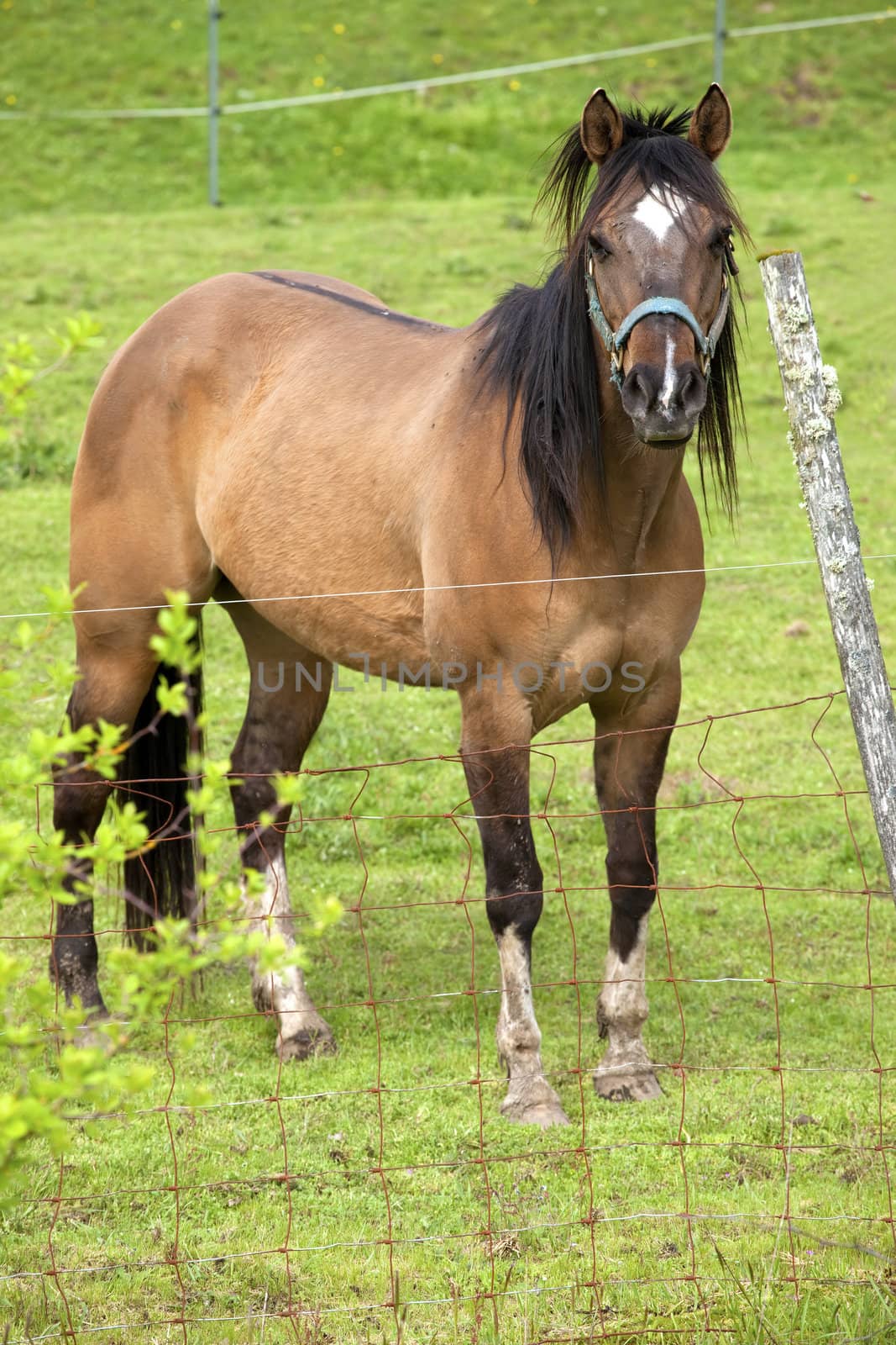Horse portrait, Woodland WA.