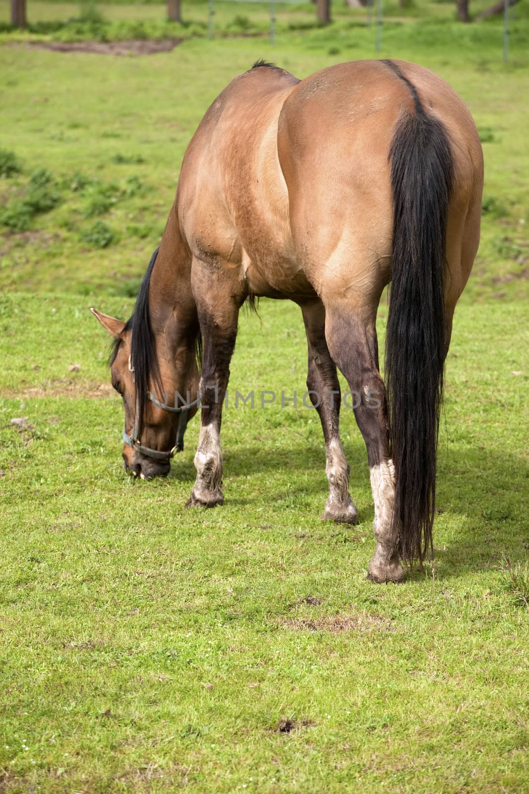 Grazing horse in a field, Woodland WA.