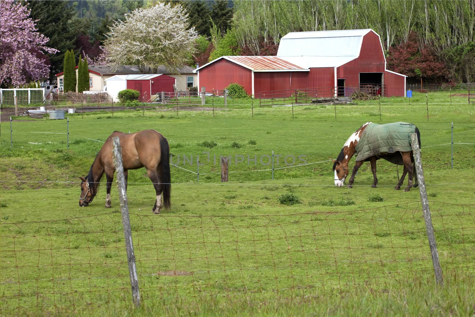 Horses grazing in a field and barn in Woodland WA.
