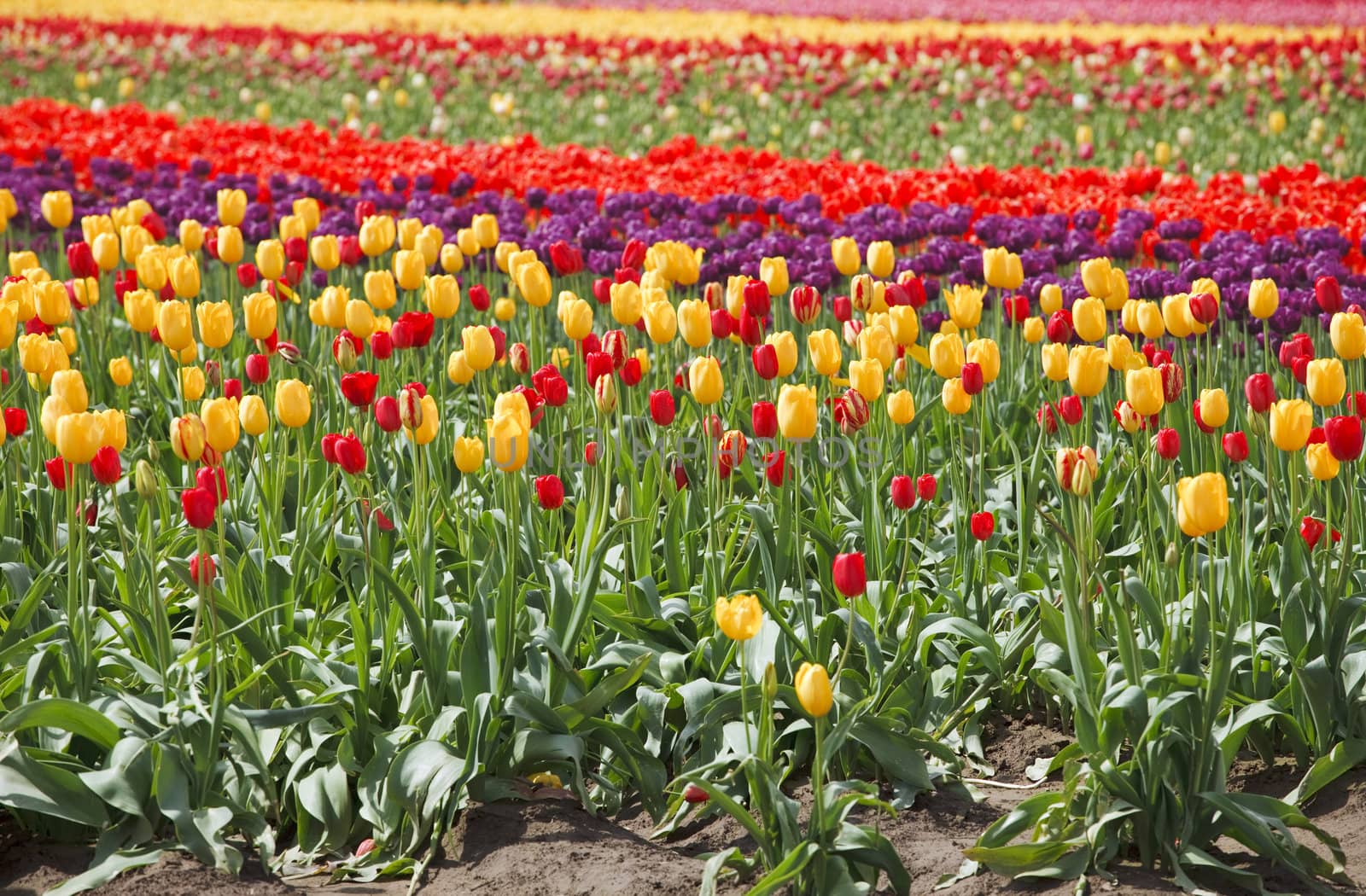 Tulips in a farm field Woodland, WA.