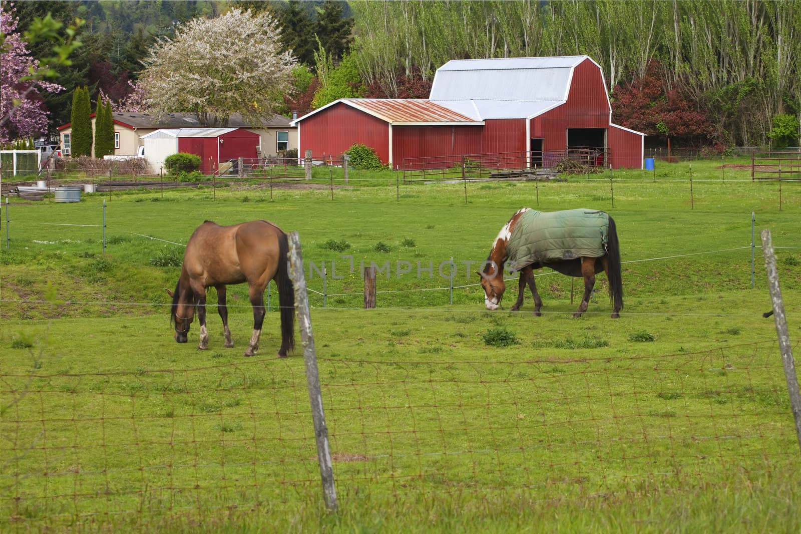 Horses grazing in a field and barn in Woodland WA.