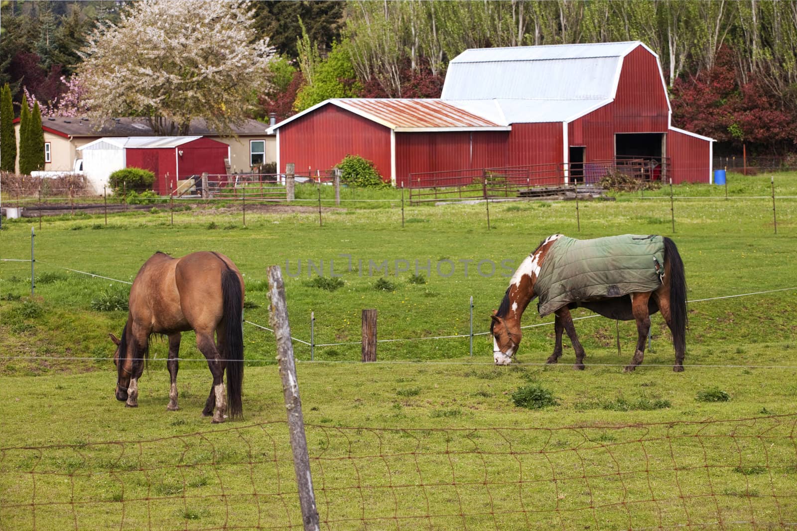 Horses grazing. by Rigucci