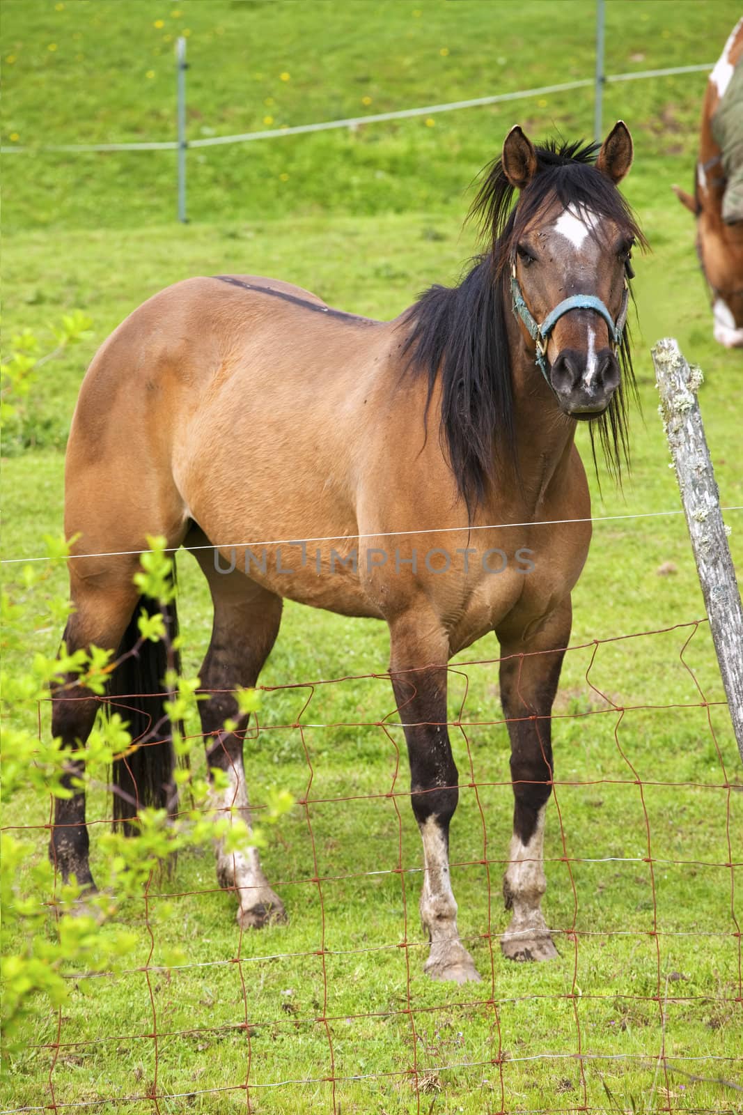 A horse portrait. by Rigucci