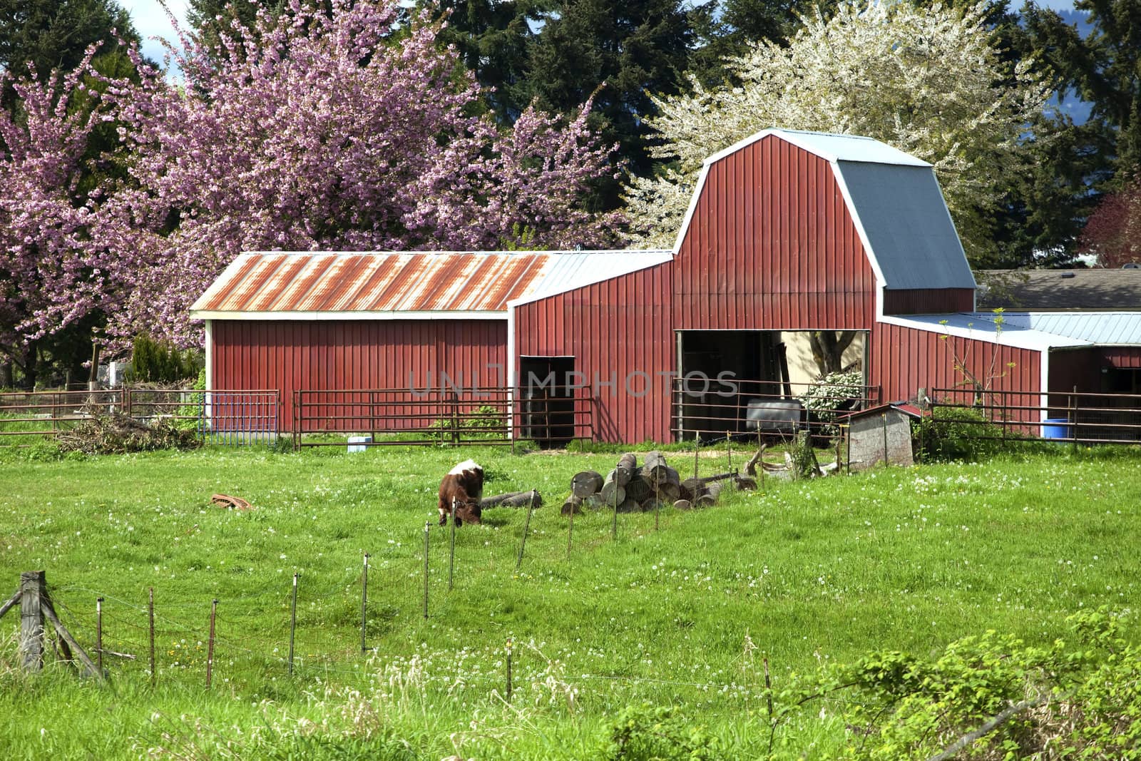 Barn and calf grazing, Woodland WA.