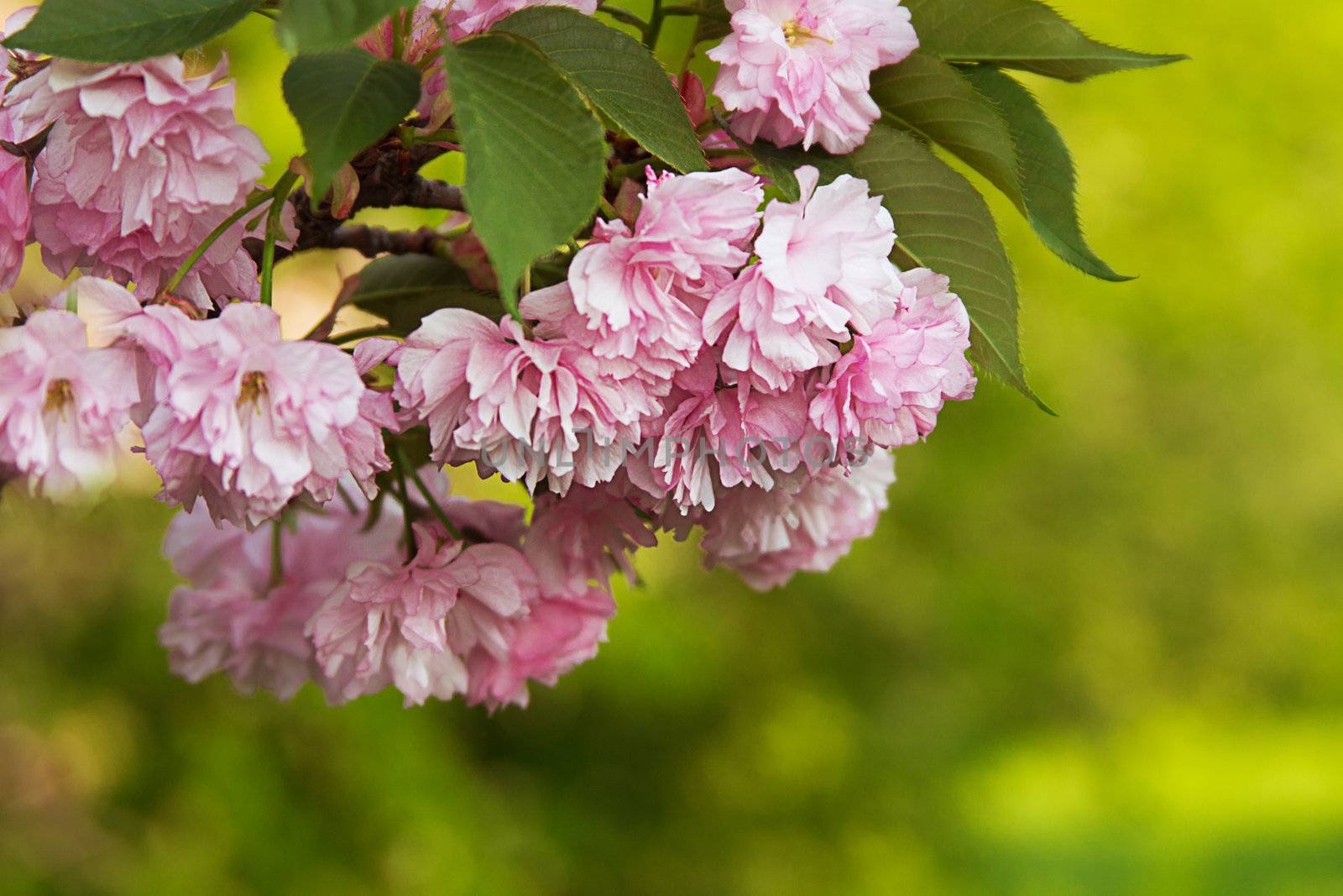 Japanese sakura blossom in sunny spring day