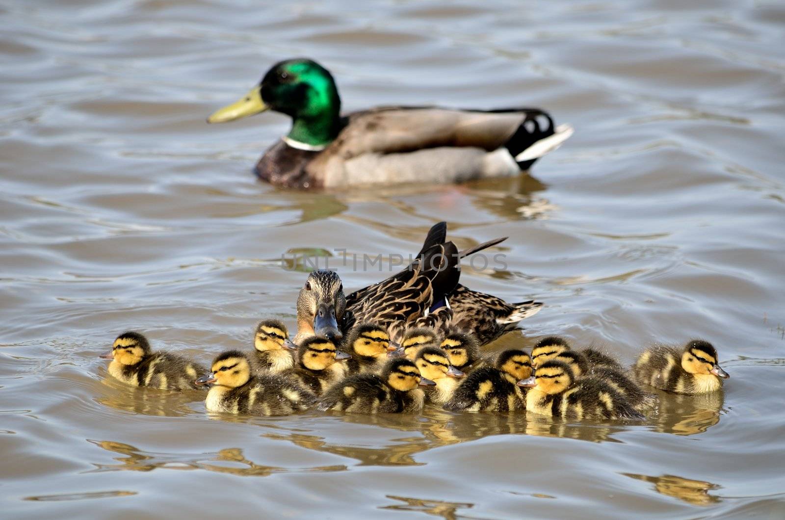 Mallard Ducklings swimming in a lake with the Mother duck.