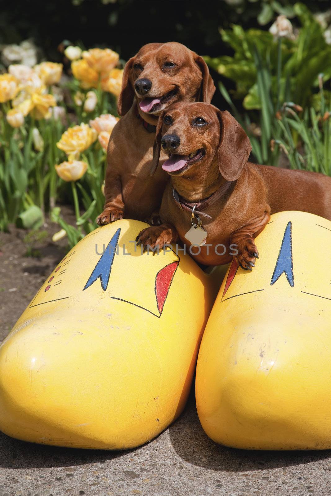 Happy dogs in a wooden shoe, Woodland WA.