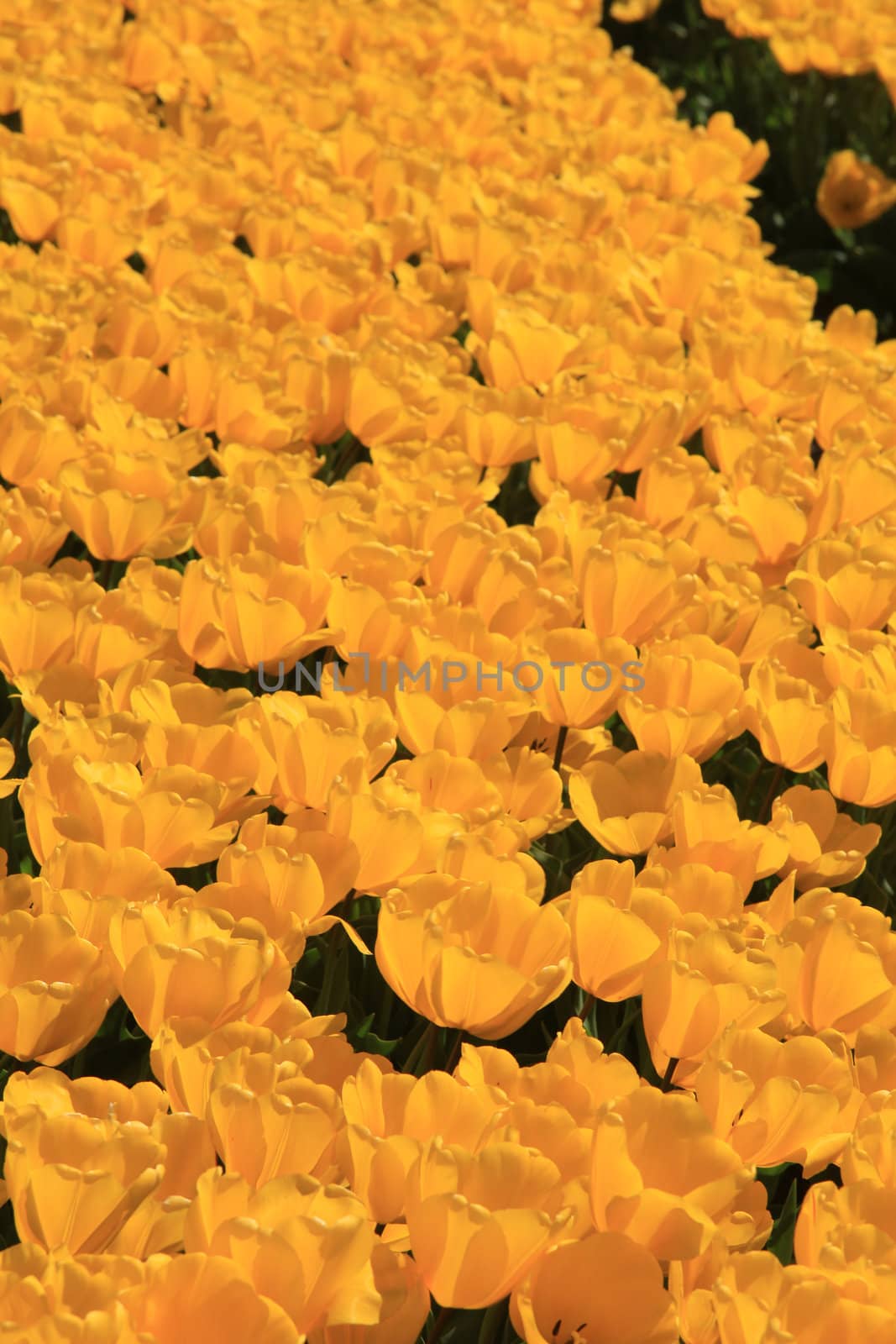 Yellow tulips on a field, flower industry in Holland