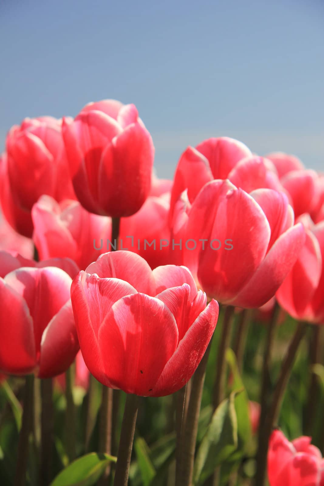 Pink tulips on a field and a clear blue sky, sunlight makes them look a bit transparent