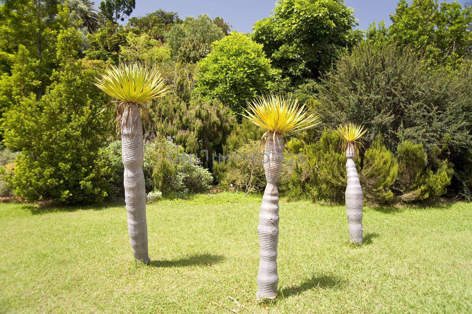 scene in portugal / island of madeira