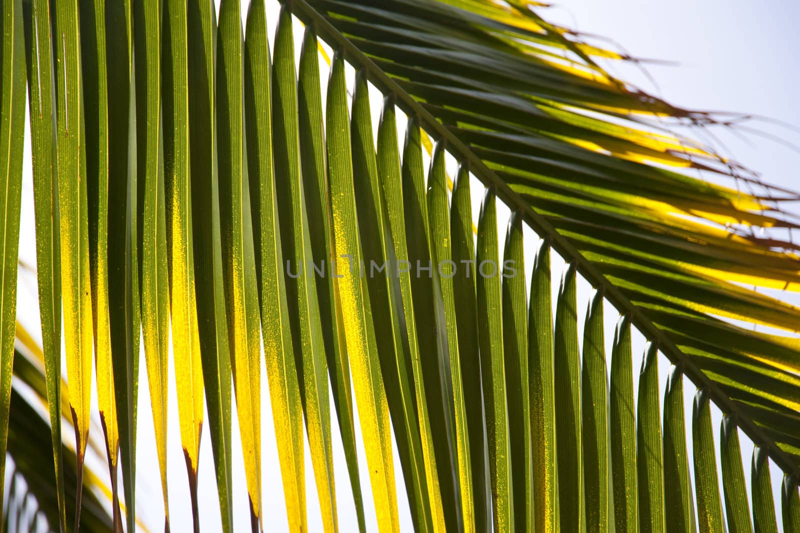scene in portugal / island of madeira
