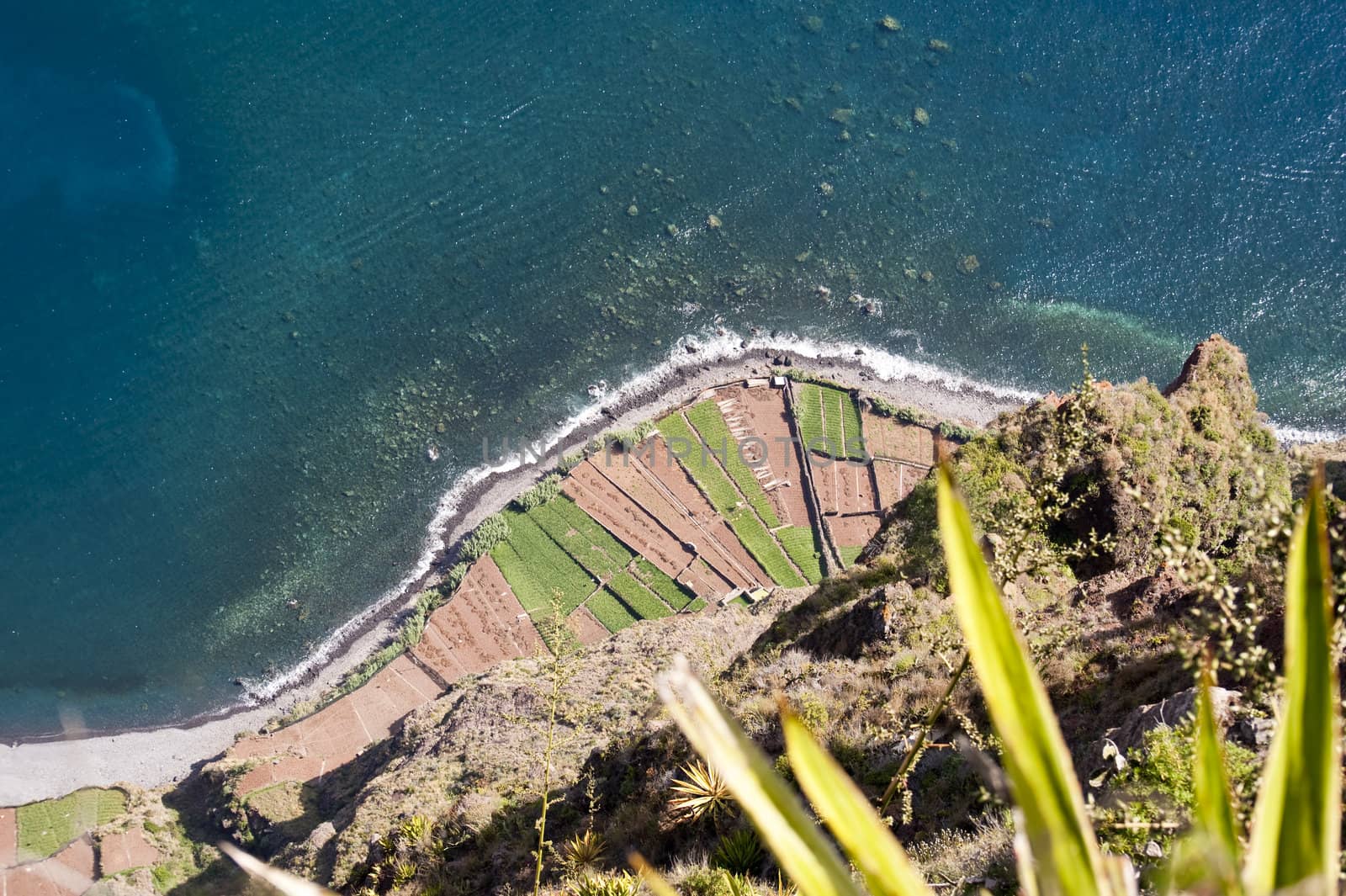 scene in portugal / island of madeira
