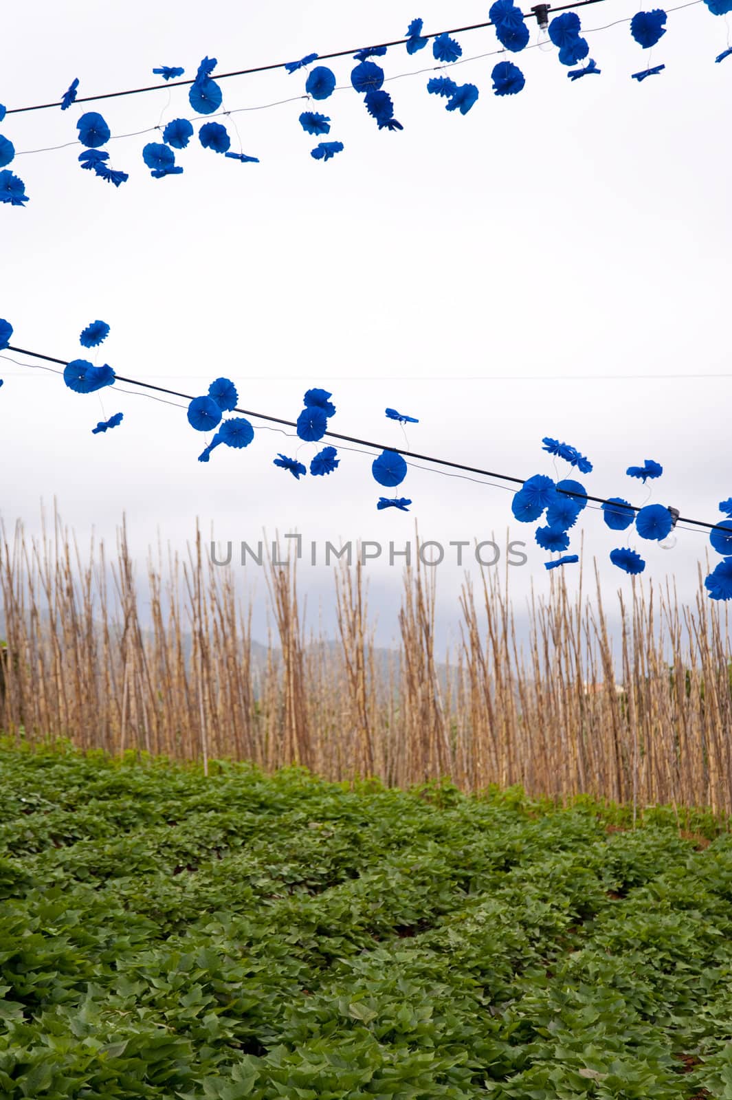 scene in portugal / island of madeira