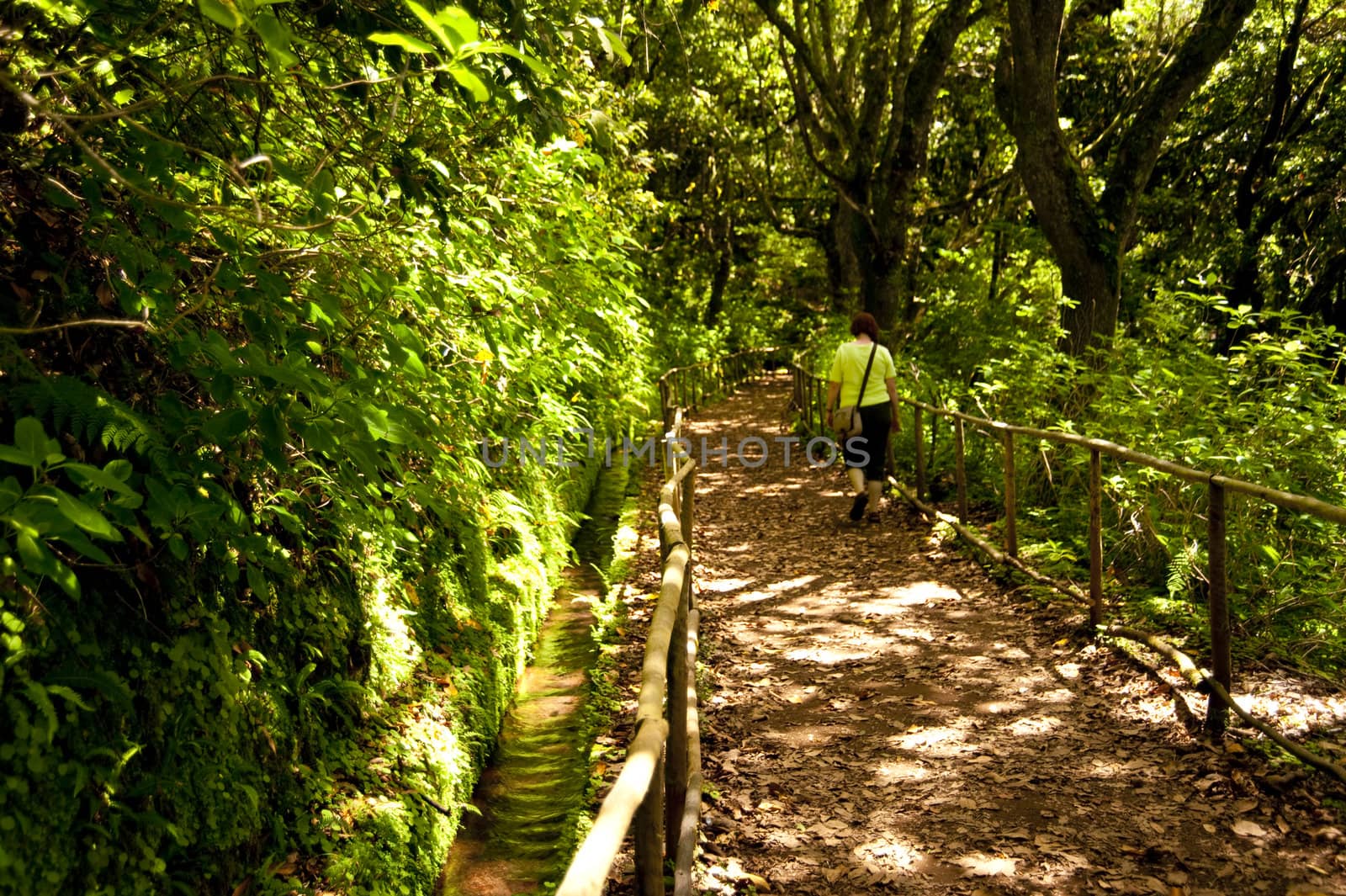 scene in portugal / island of madeira