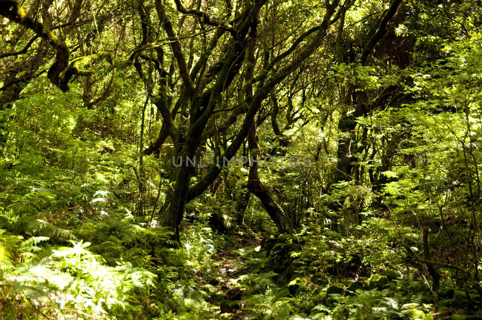 scene in portugal / island of madeira