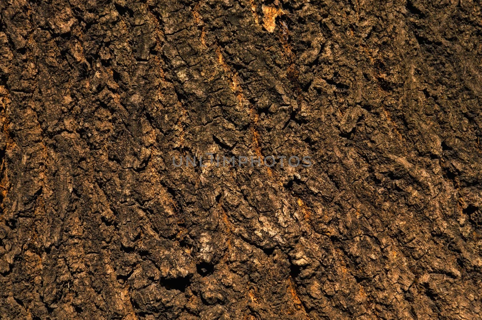 Background - the bark of an old tree