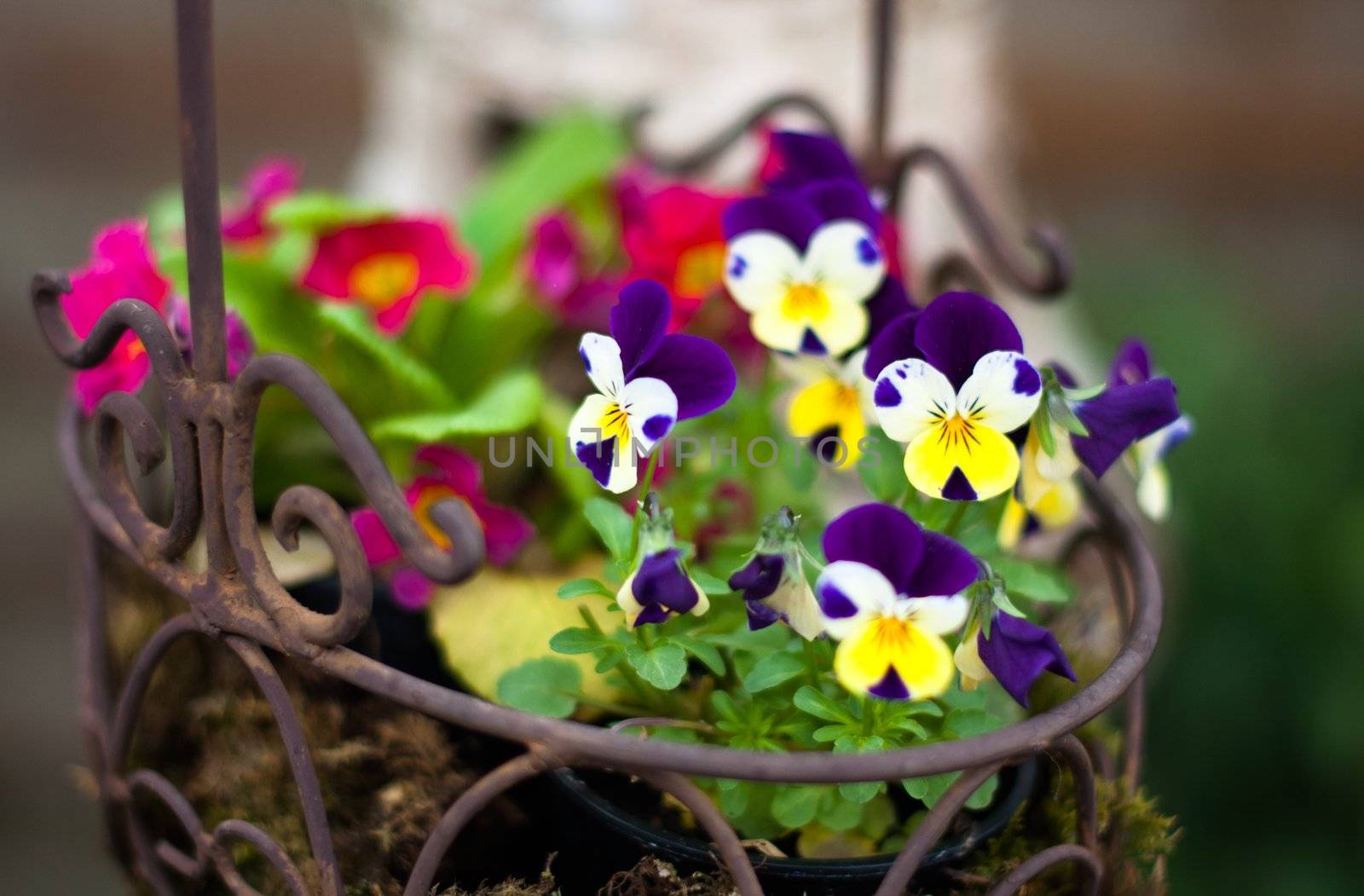 Spring flowers - pansies in a decorative metal basket