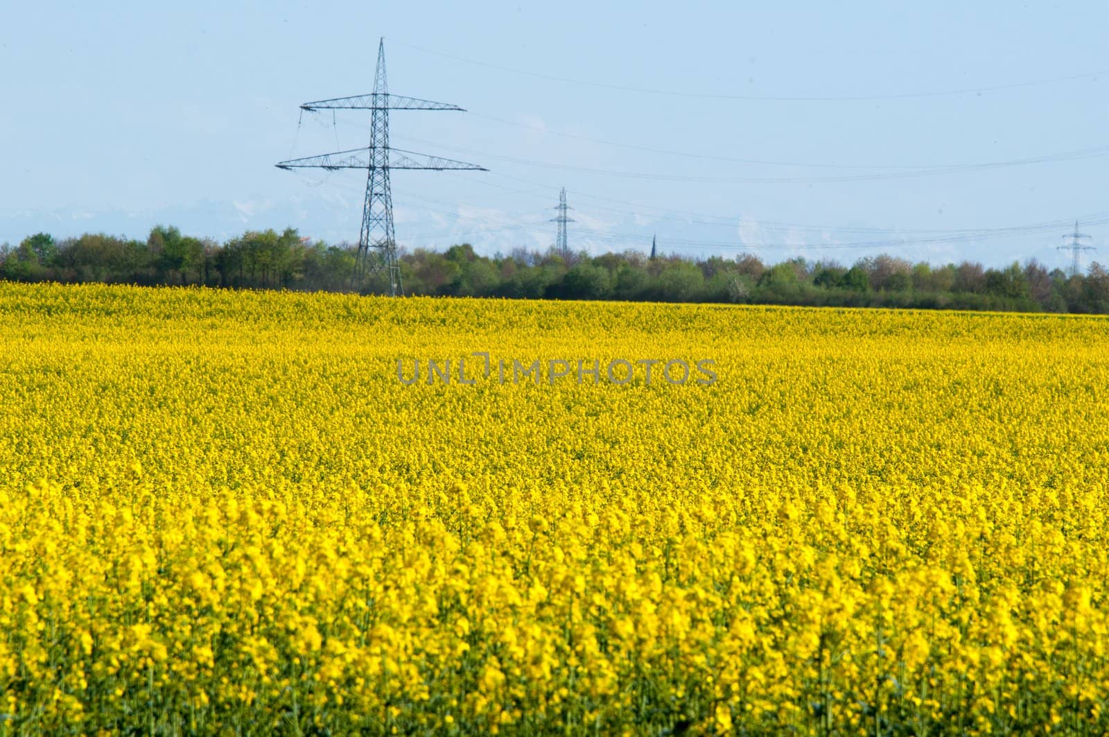 Canola field in a bright sunny spring day