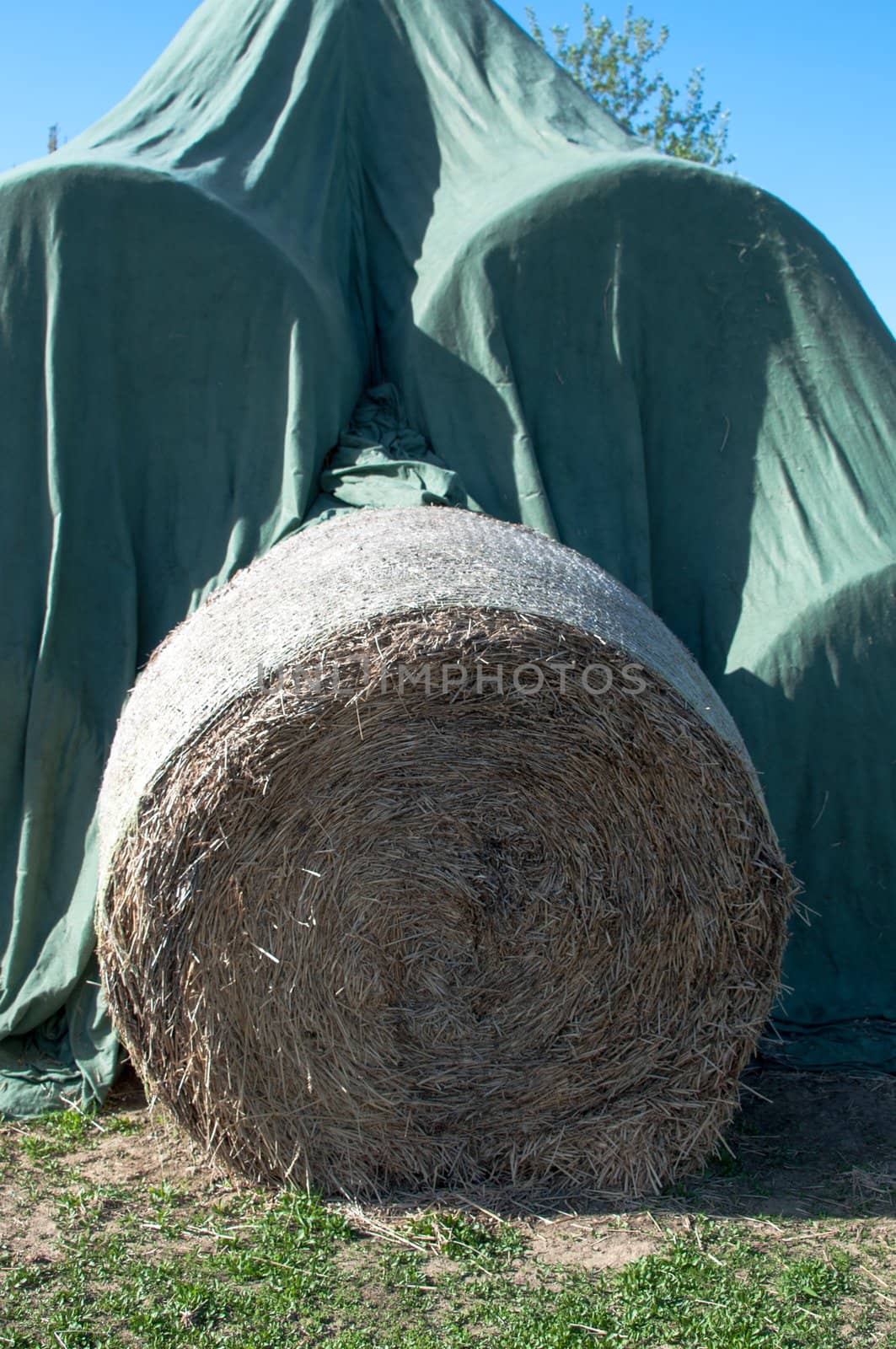 Hay balls in white plastic cover wrap bales stacked outdoor, for feeding animals in farms