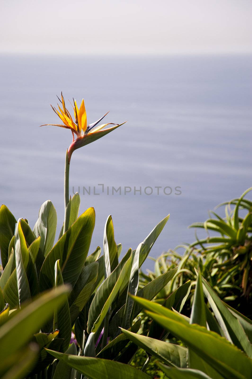 scene in portugal / island of madeira
