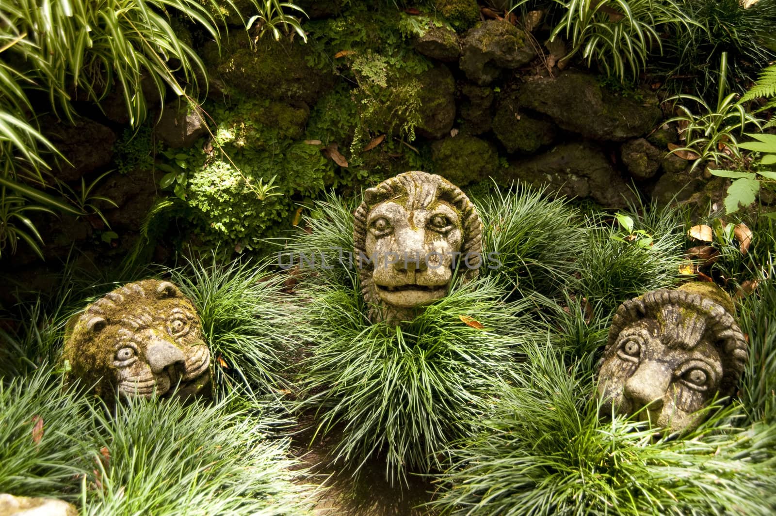 scene in portugal / island of madeira
