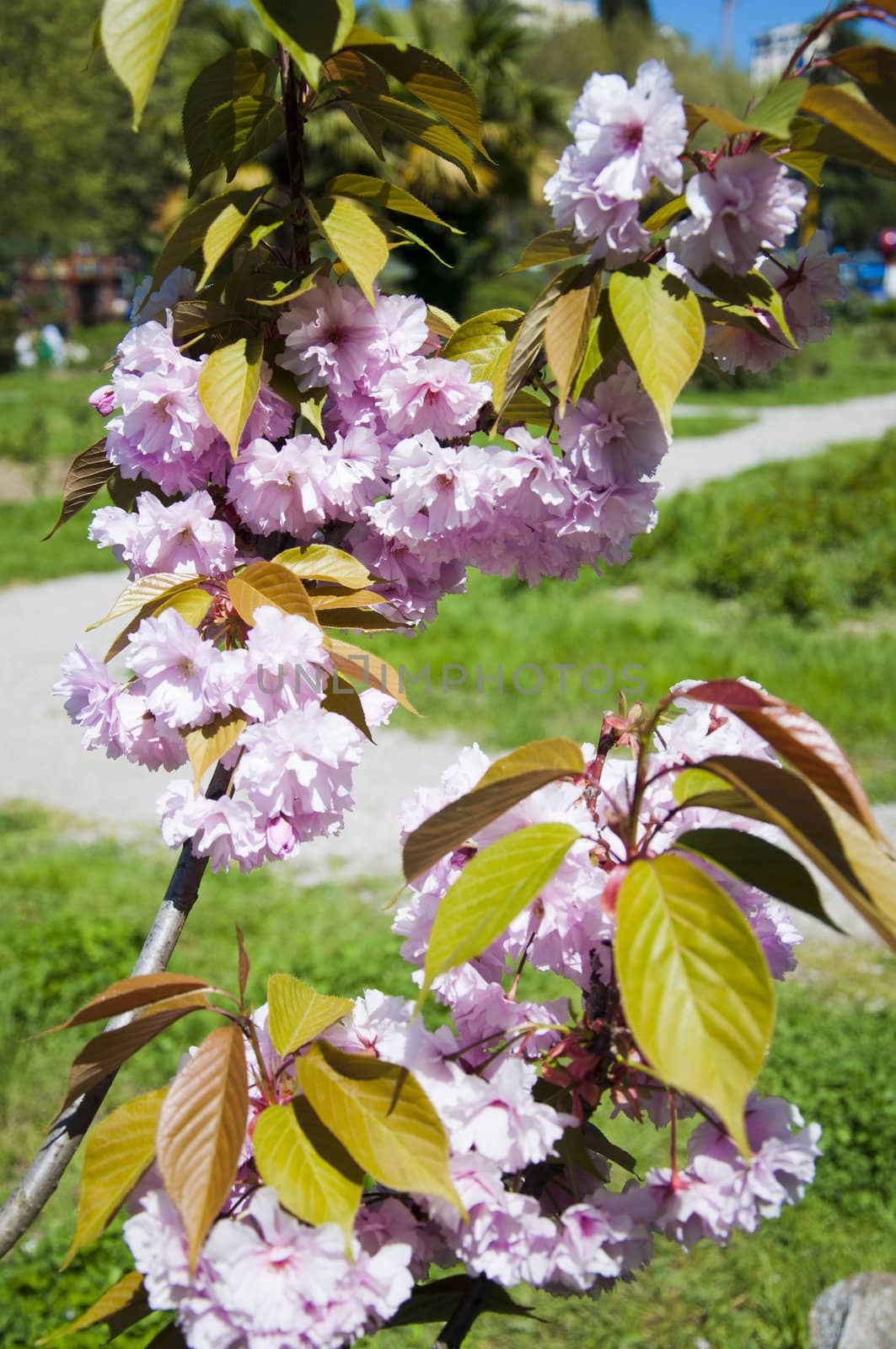 The flower sakura in the sunny garden