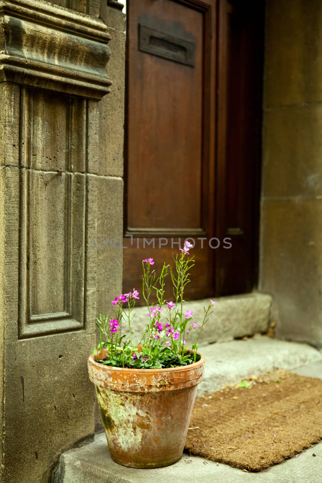 pink flowers in front of a door outdoor