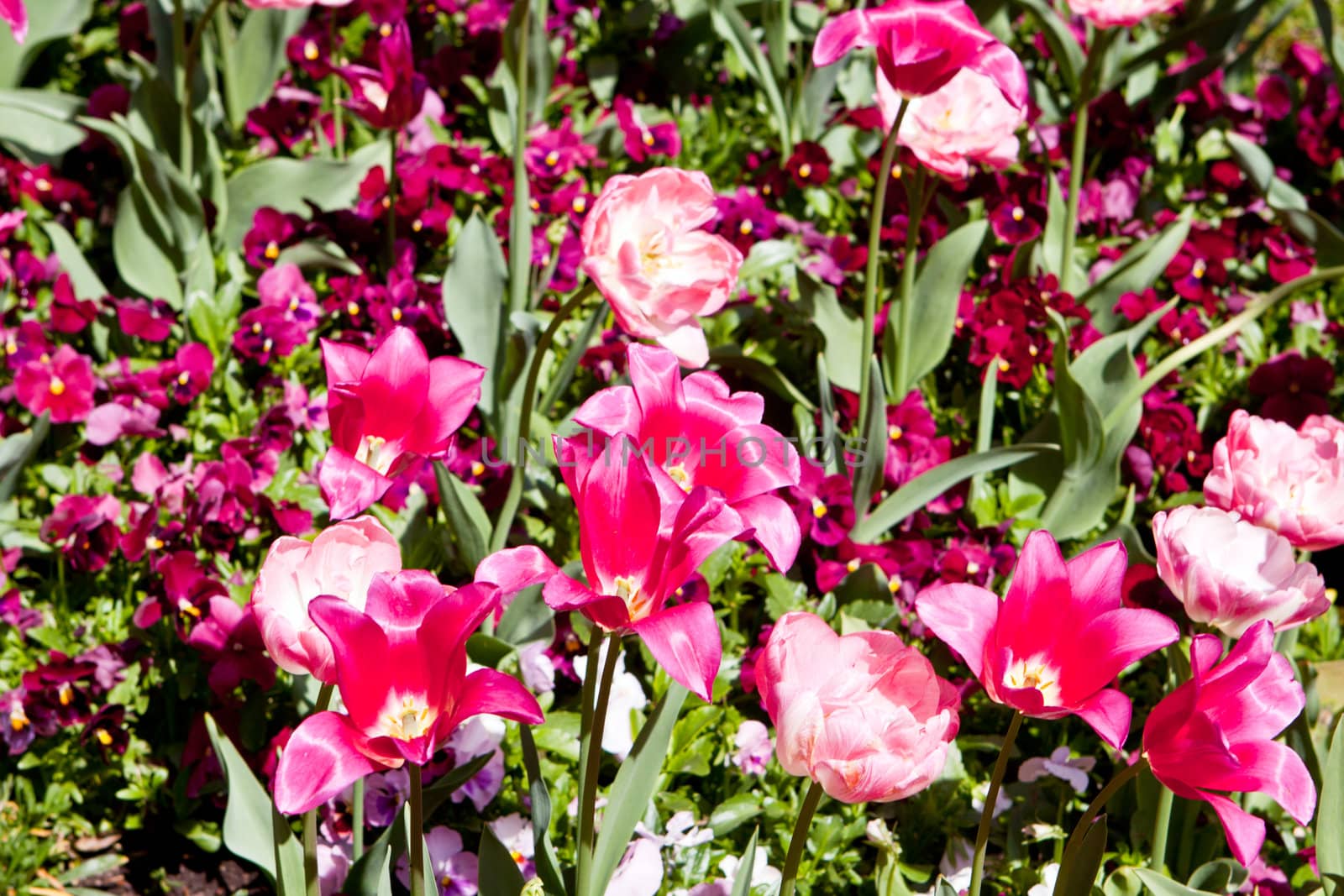beautiful colorful pink tulips outdoor in spring by juniart