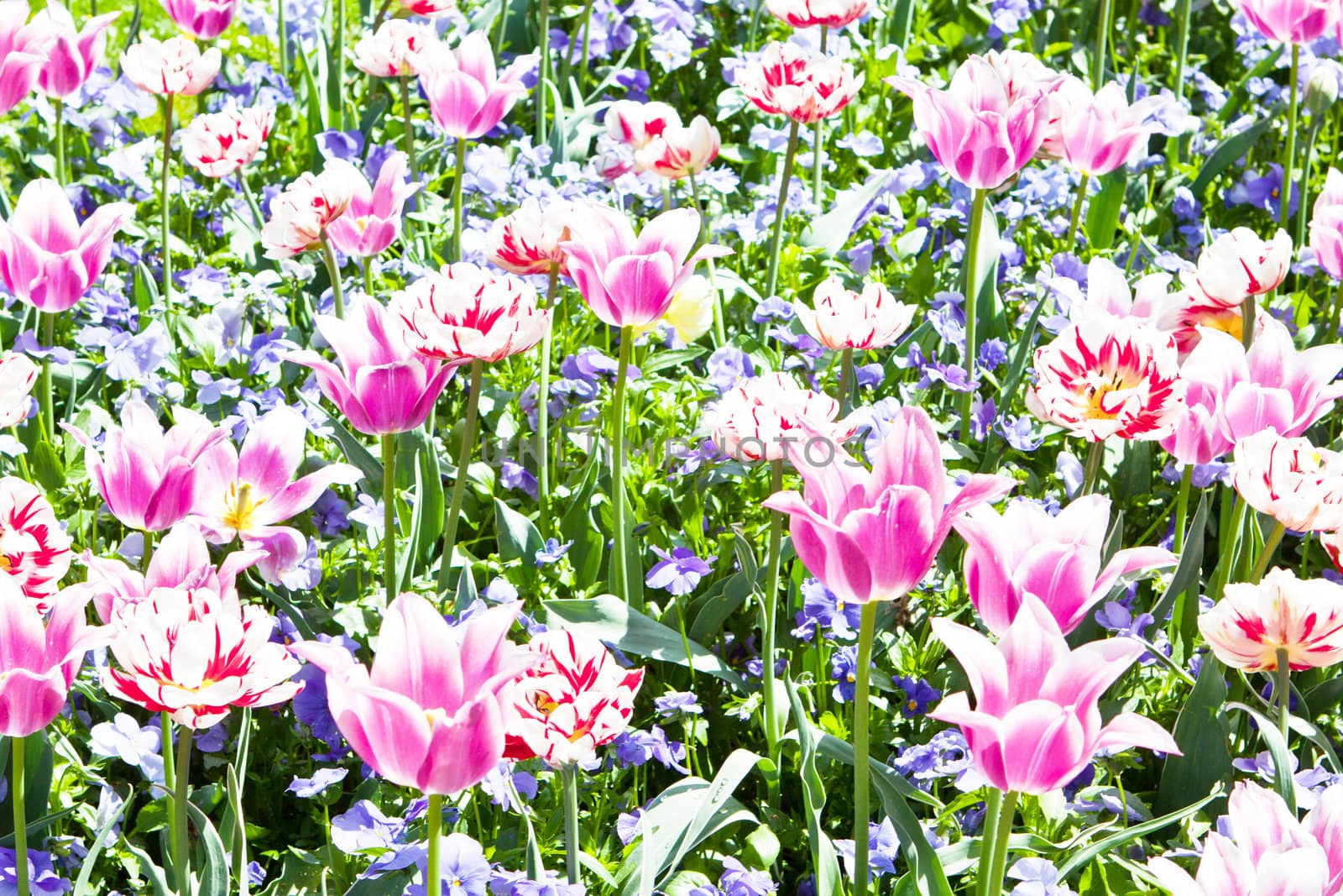 beautiful colorful pink tulips outdoor in spring by juniart