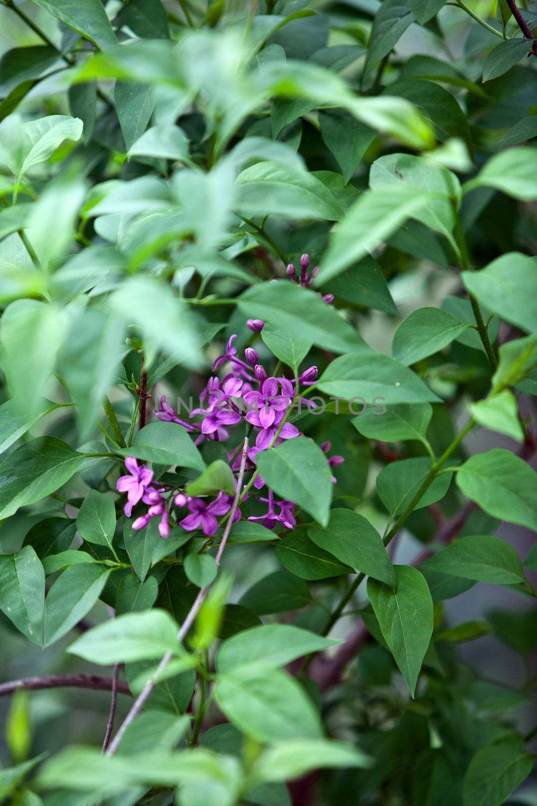 beautiful purple lilac flowers in spring outdoor by juniart