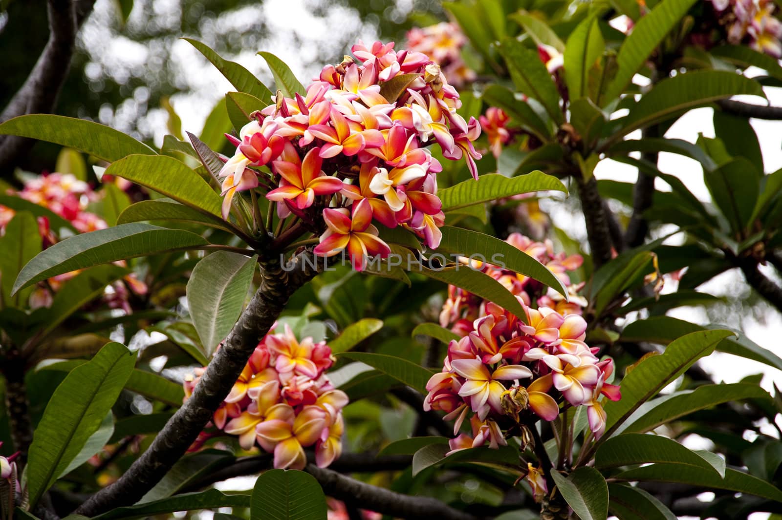 scene in portugal / island of madeira