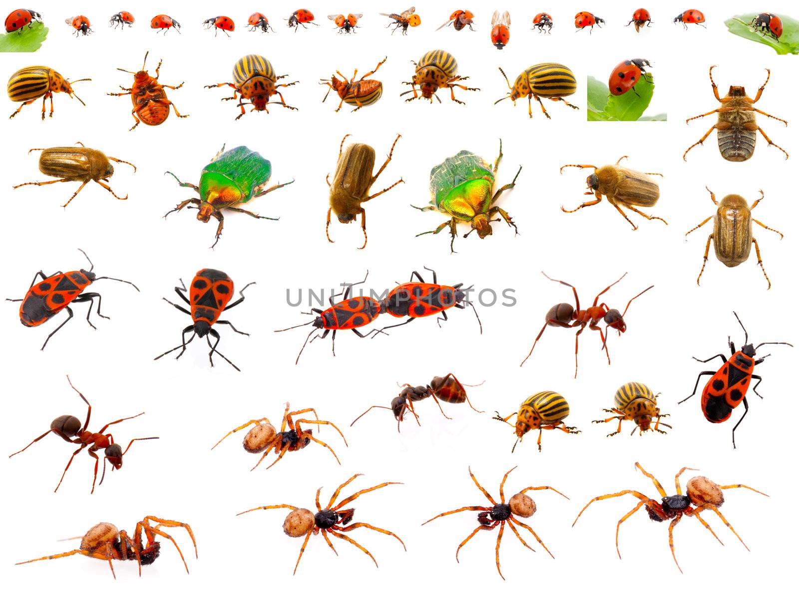 Insects : ladybug, may-bug, cockchafer, ant, spider, firebug and by motorolka