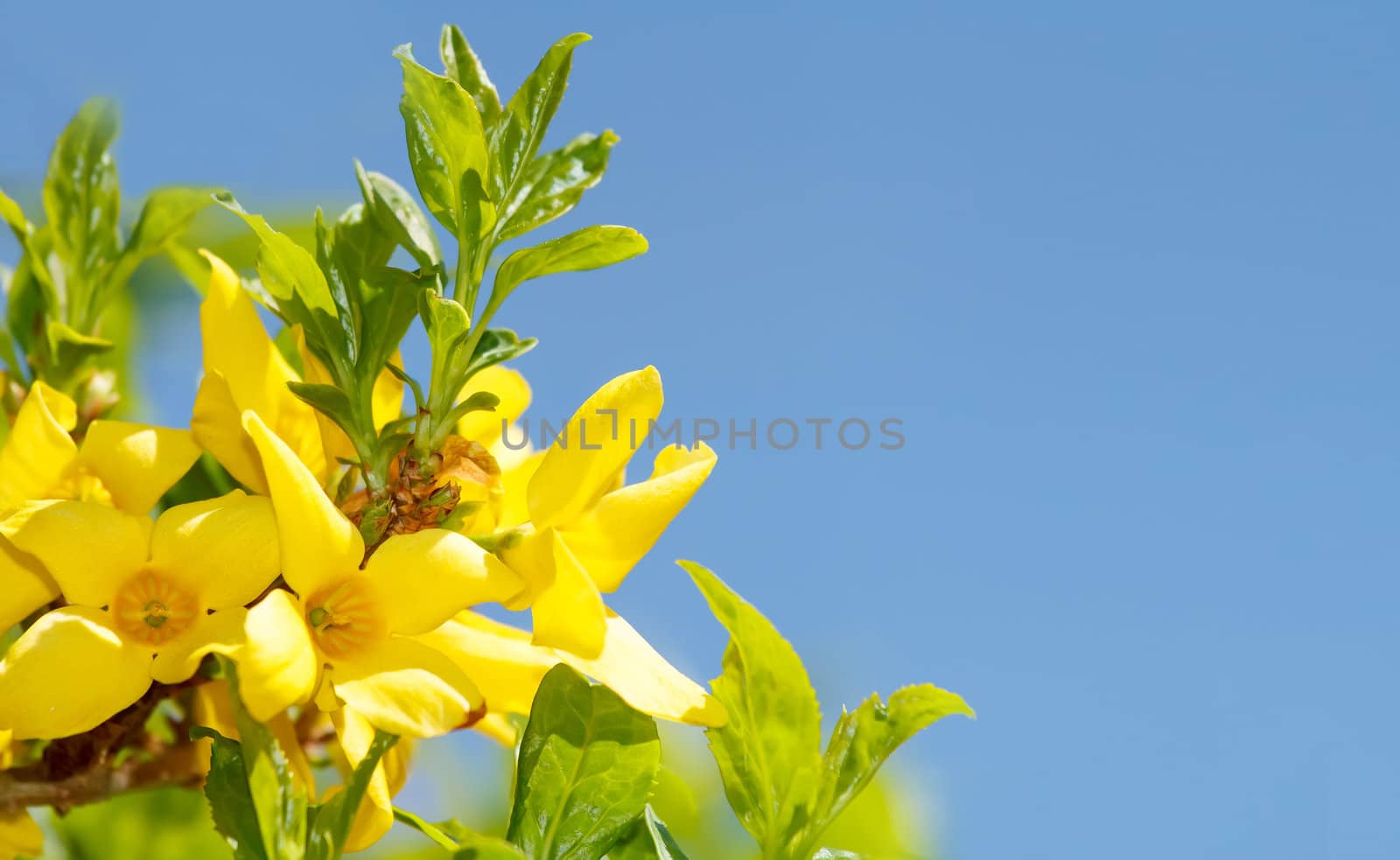 Blossoming forthysia in spring against blue sky and with space for text