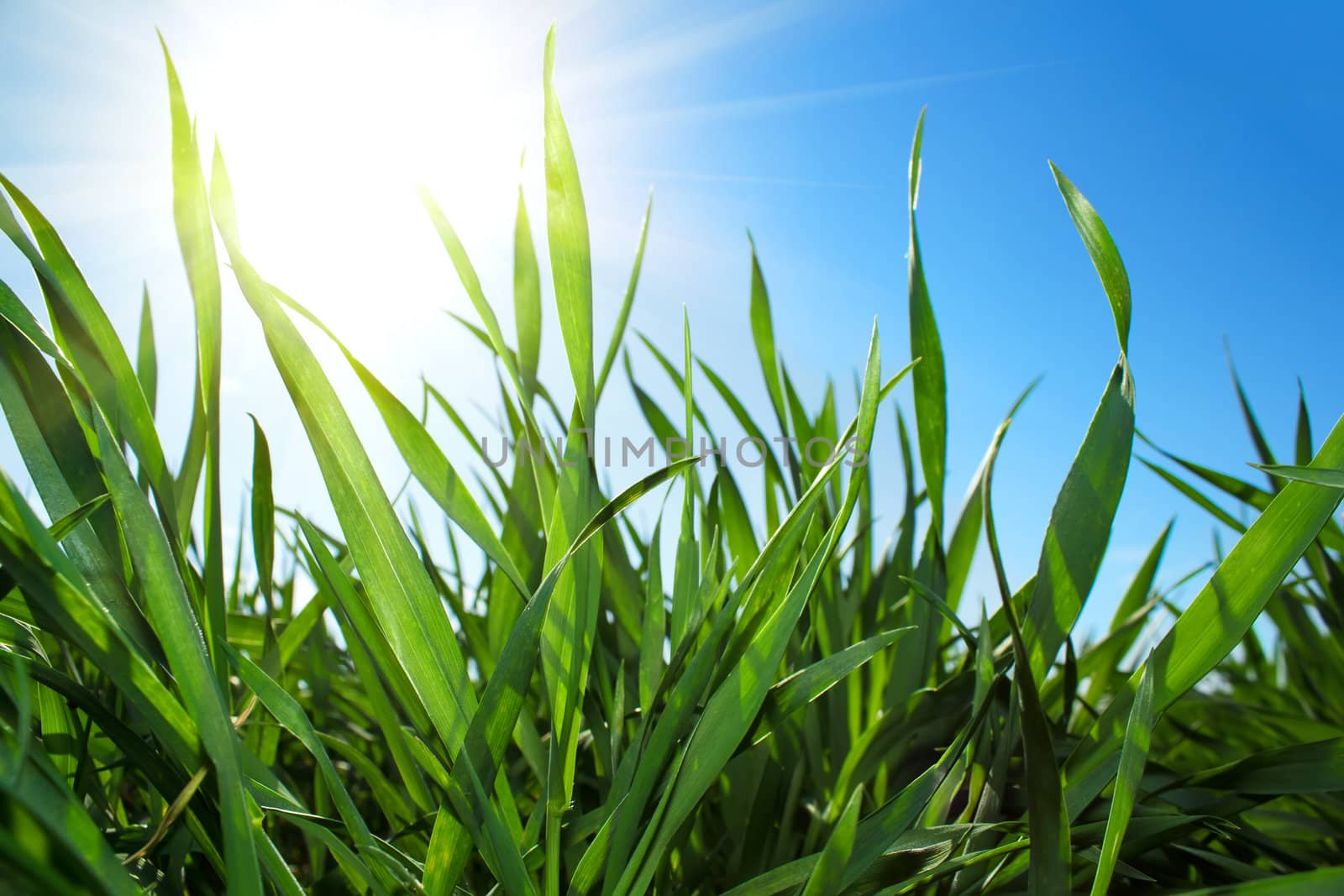 Closeup of green grass and blue sky with sun