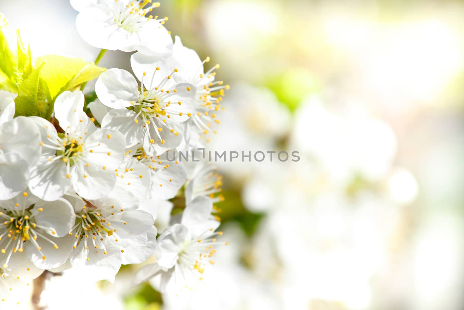 Blossoming apple garden in spring with very shallow focus background or backdrop use