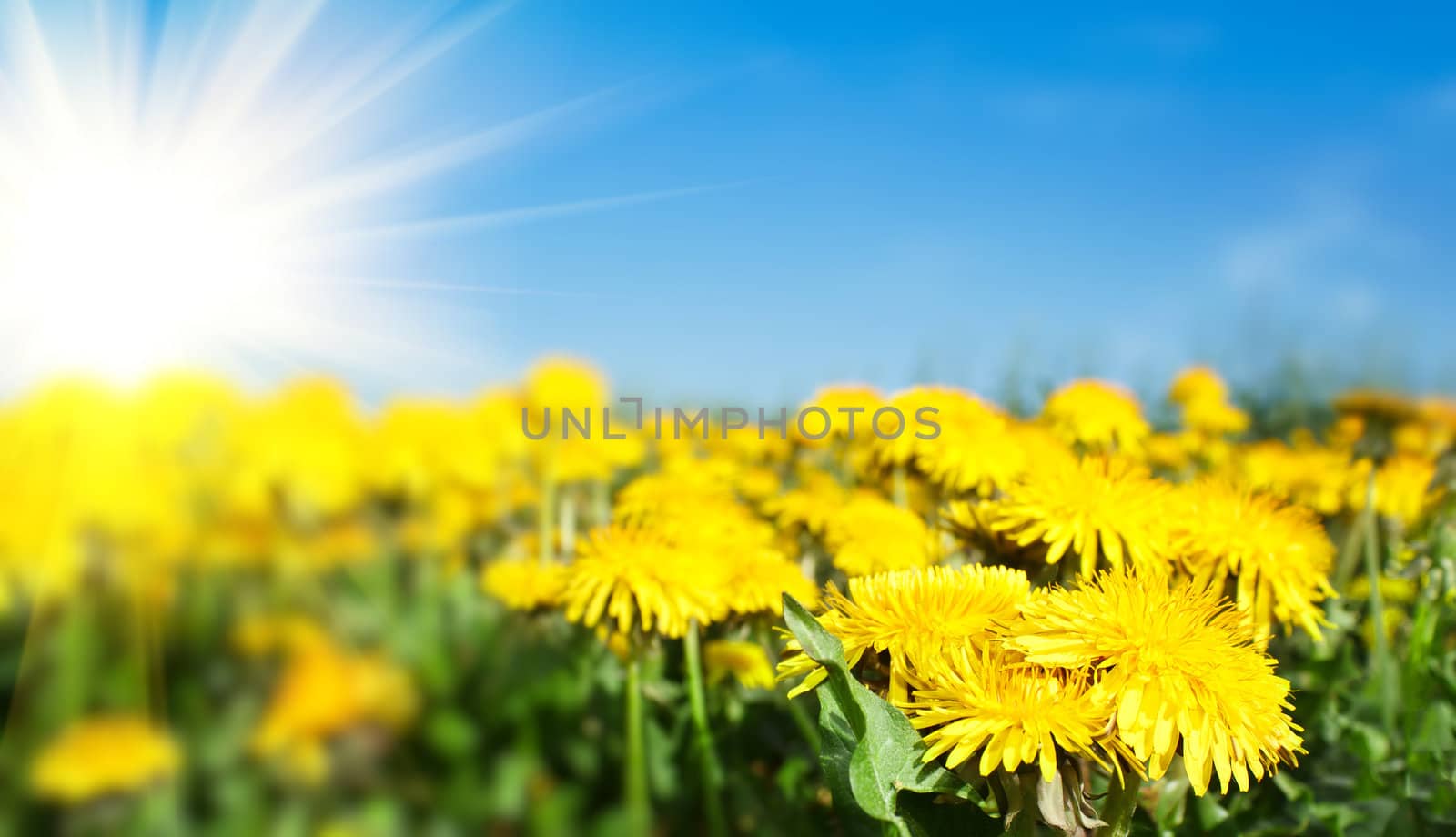 Field of spring flowers dandelions and perfect sunny day 