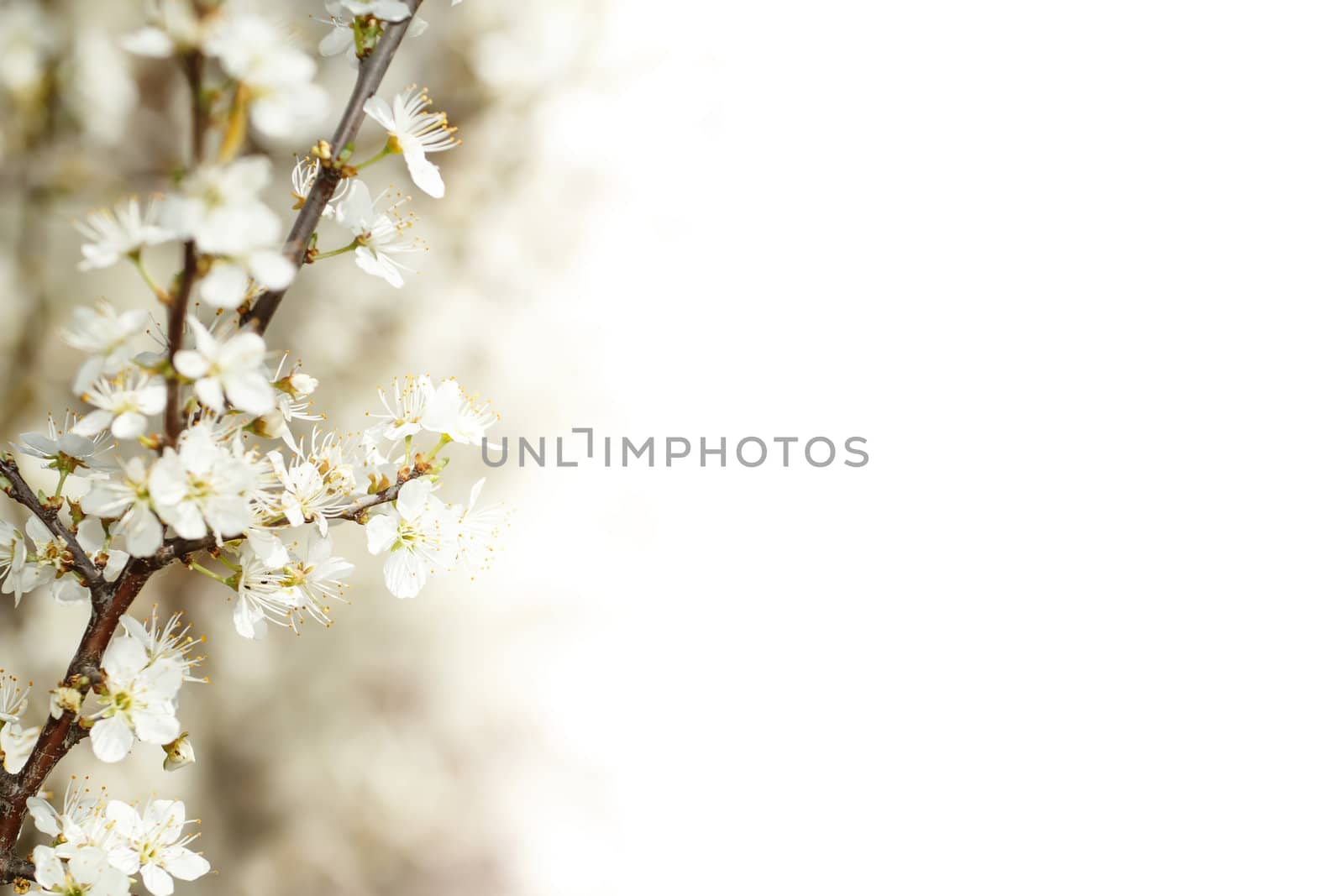 Blossoming cherry in spring shallow focus and with space for text