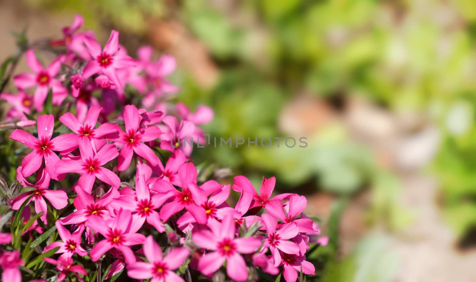 pink blossoming plants in the spring garden with shallow focus