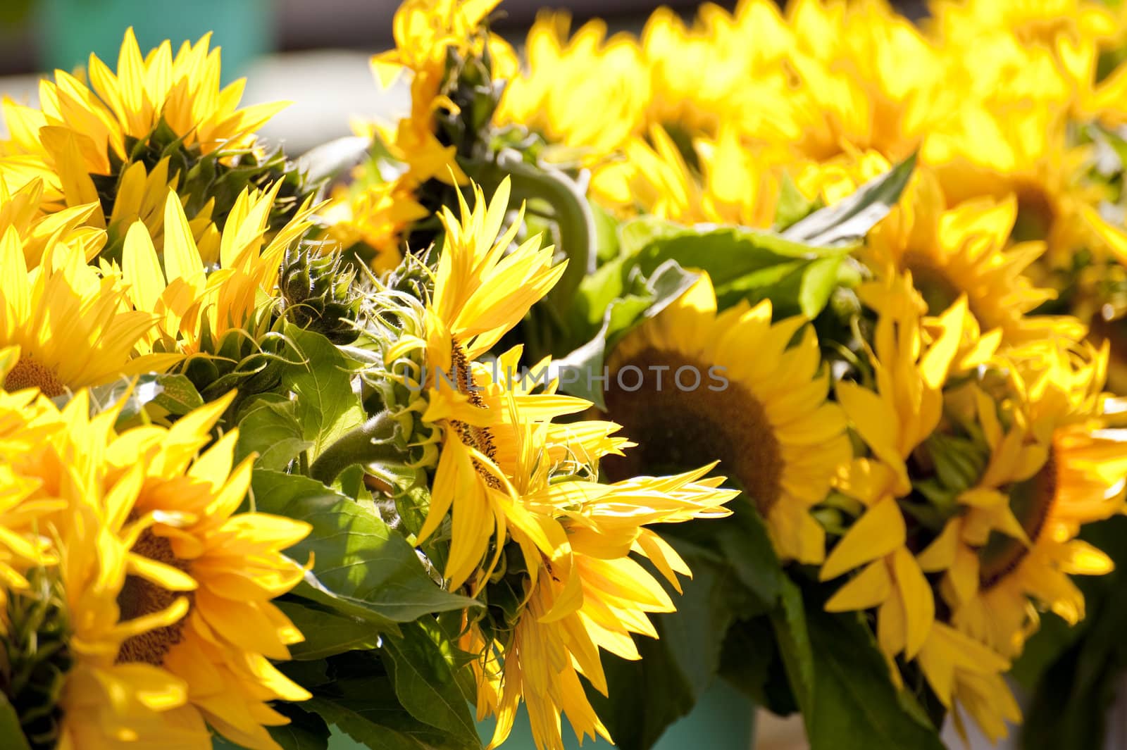 scene on a farmers market in autumn