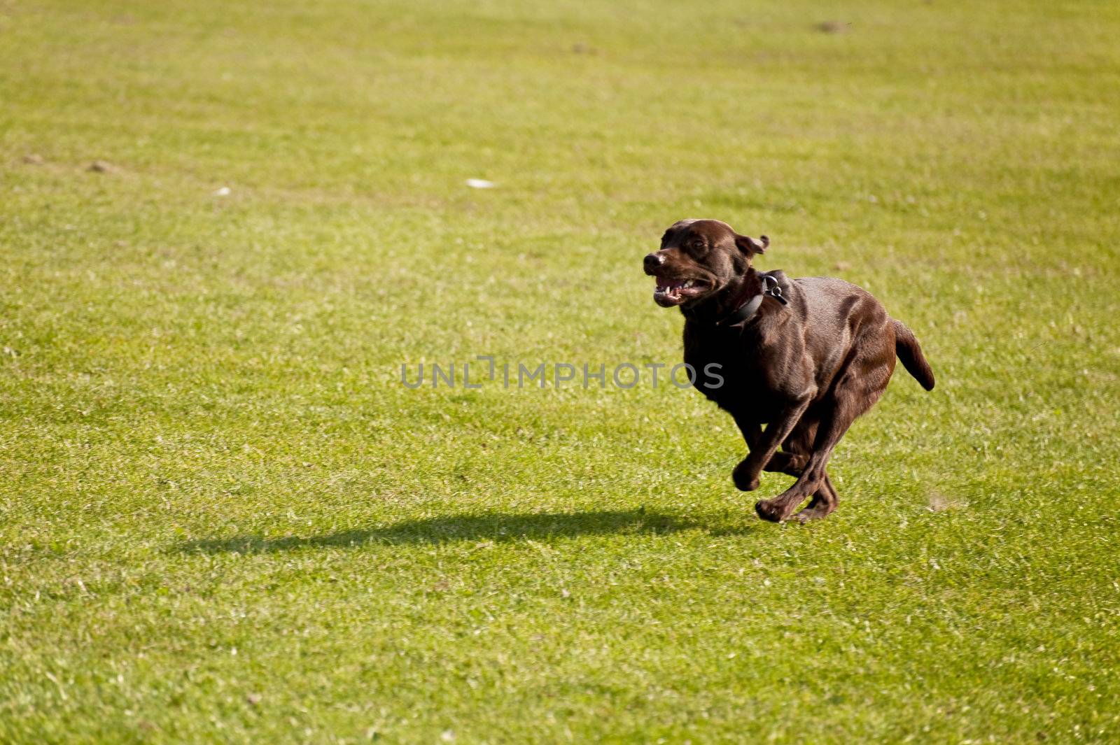 scene on a dog meeting sept. 2009 in kiel, germany
