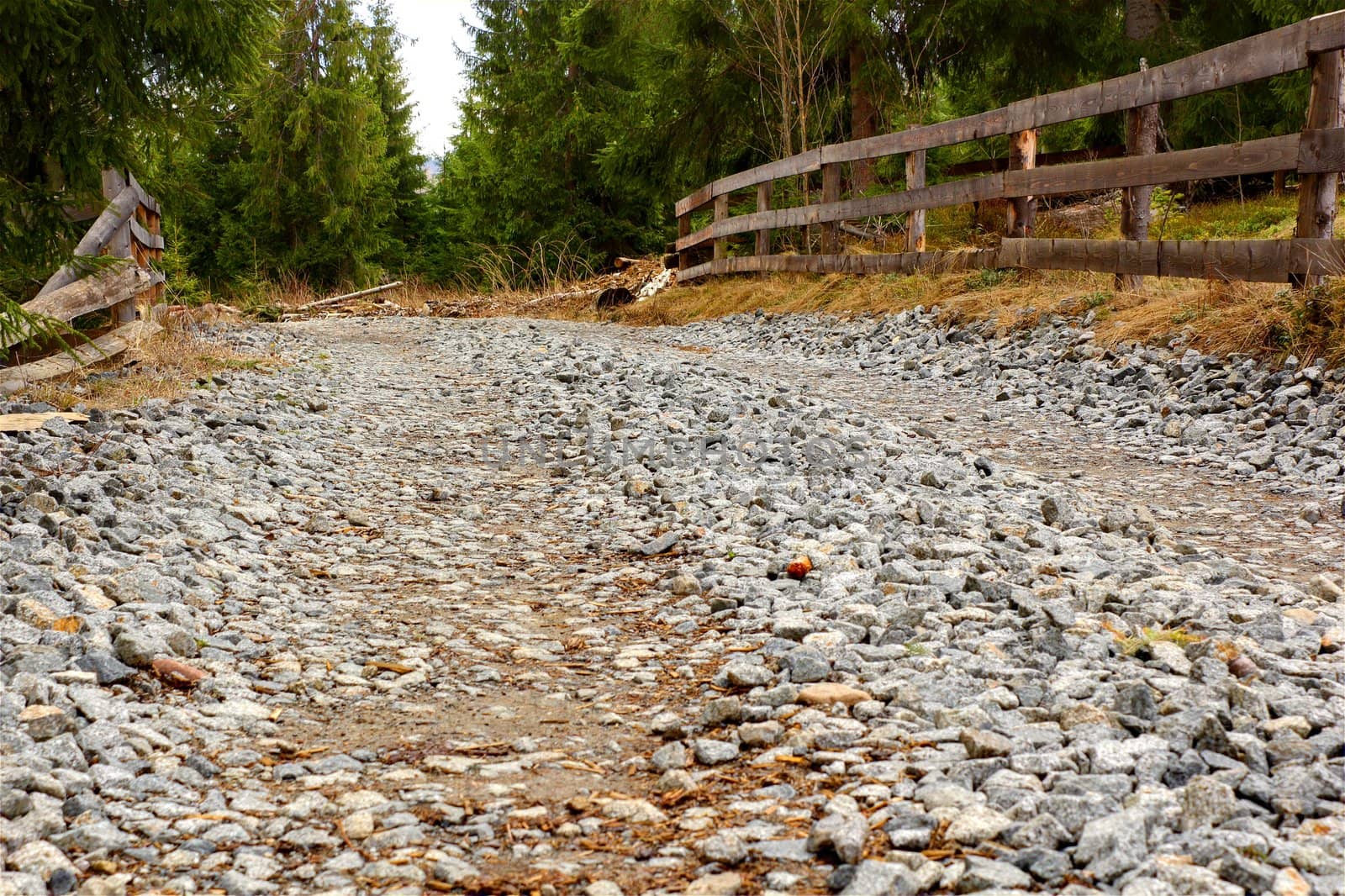 mountain road entering the deep spruce woods