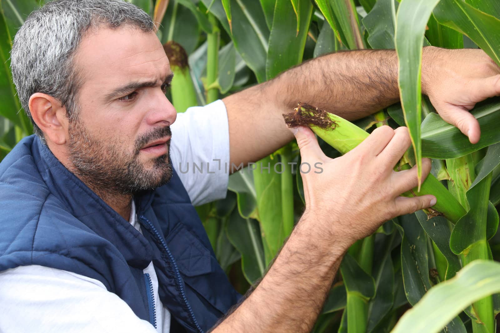 Farmer inspecting crop