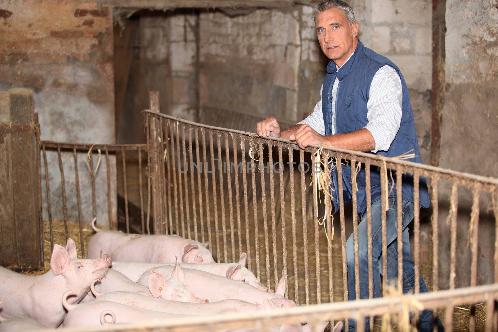 Farmer stood with pigs